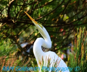 Egret in Pine